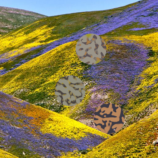 superbloom_20260317_0144 poster