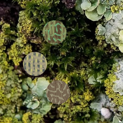 tree_lichen_20260315_1417 poster